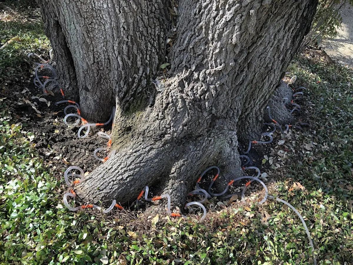 Detailed Tree Cabling and Bracing job site in Saint Joe